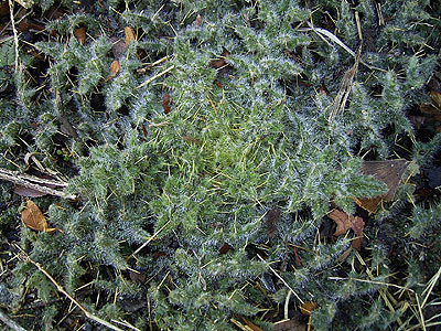 �g�Q���炯�̃��[�b�g�@'04/03/07�@�����s�k��