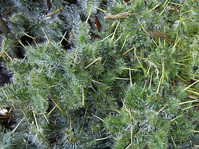 �g�Q���炯�̃��[�b�g�̈ꕔ�@'04/03/07�@�����s�k��