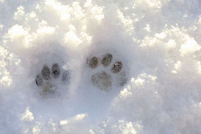 �����̎ʐ^�f�� - 2003_01_04