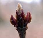 �S���Y�C�H