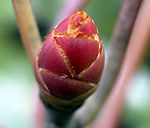 ���Y���n