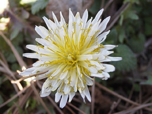 �V���o�i�^���|�|�@�i03/02/14�j