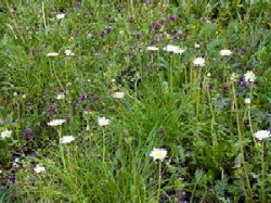 ��̉Ԃ΂����i03/04/16�j