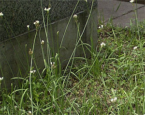 �n�^�P�j��