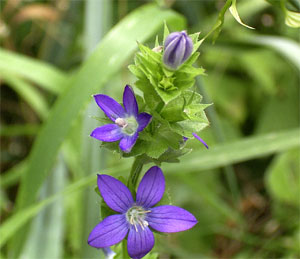 �L�L���E�\�E