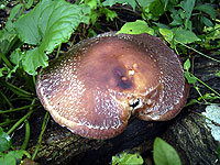 �t�W�̐X�ō͔|���Ă���ő�