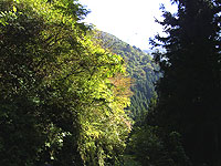 �߂��̗ѓ����猩���i�F