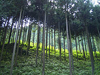 �t�W�̐X�߂��̐��ؗ�