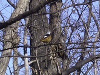 �W���E�r�^�L