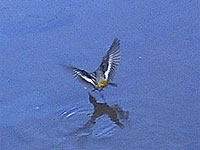 �L�Z�L���C