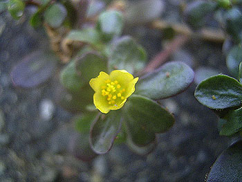 �X�x���q��