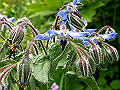 borage_s.jpg