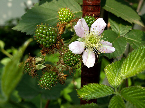 blackberry.jpg