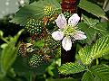 blackberry_s.jpg