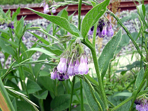 comfrey.jpg
