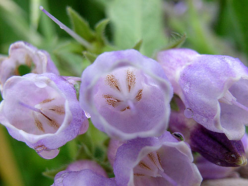 comfrey2.jpg