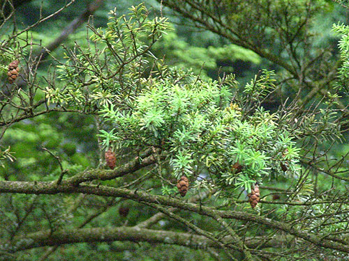 tsuga.jpg