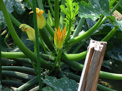 zucchini.jpg