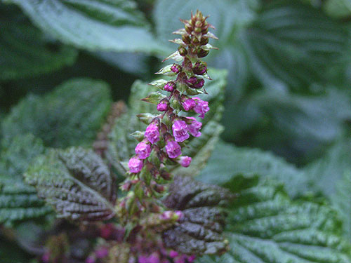 shiso.jpg
