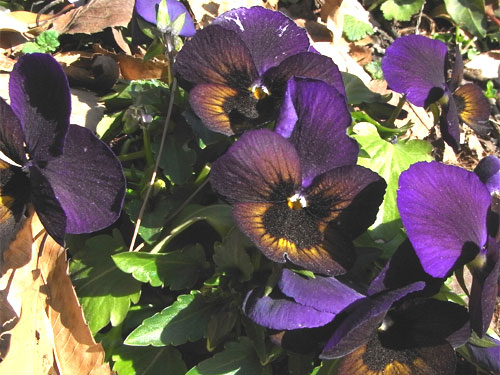 pansy2.jpg