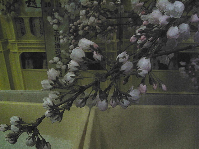 0502sakura.jpg