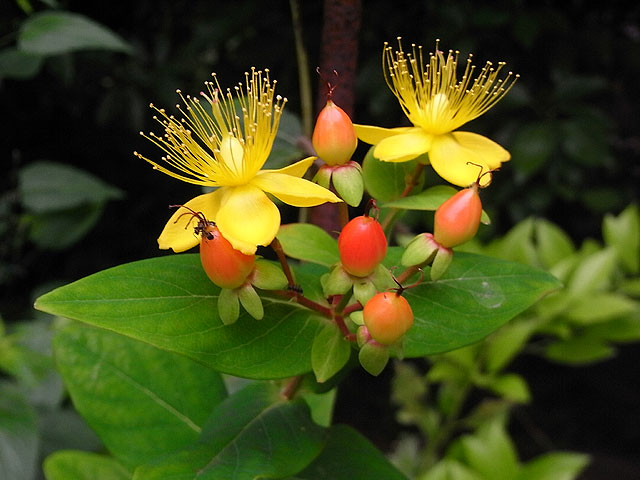 50-hypericum.jpg