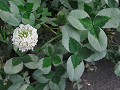 51-clover_s.jpg