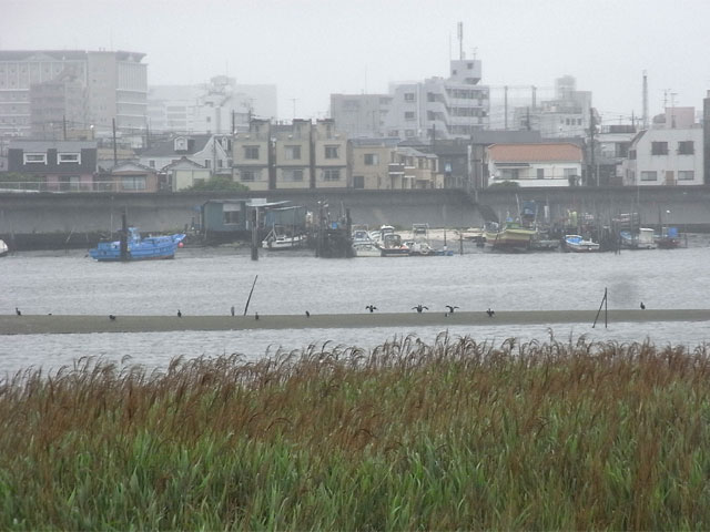 02-tamagawa.jpg