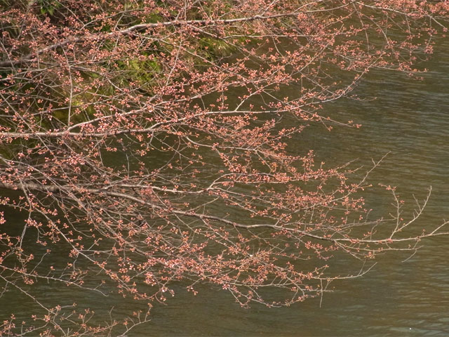 07-sakura.jpg