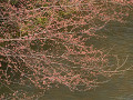 07-sakura_s.jpg
