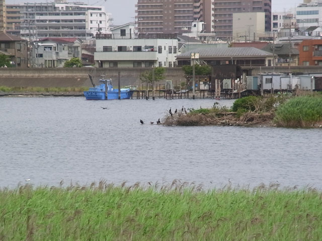 01-tamagawa2.jpg