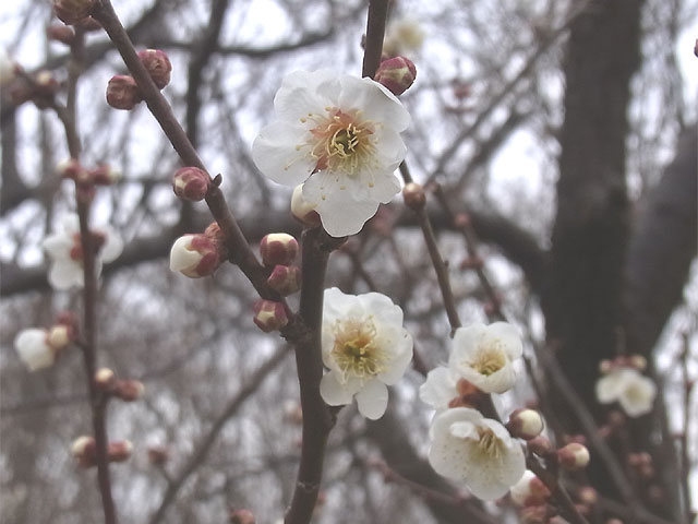 05-ume.jpg