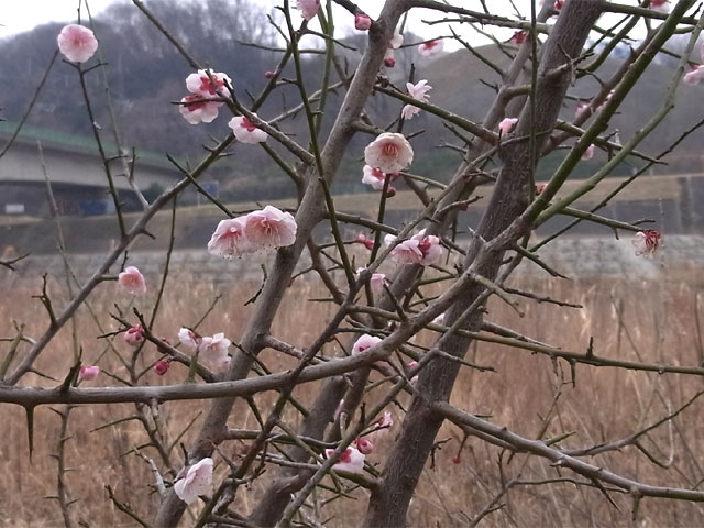 16-ume.jpg
