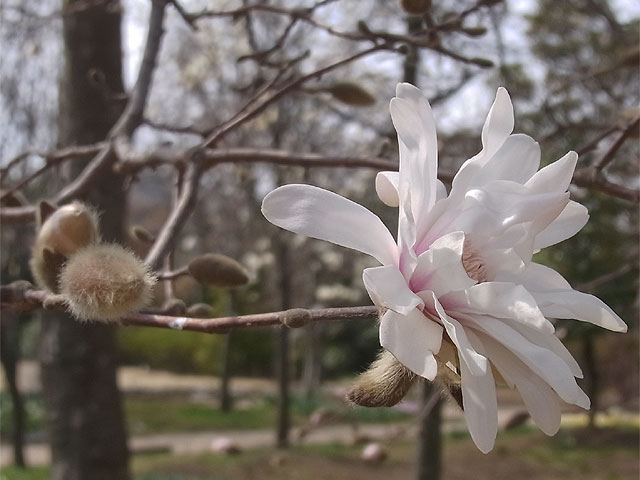 07-magnolia.jpg