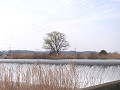 14-tamagawa2_s.jpg