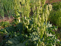 56-rhubarb_s.jpg