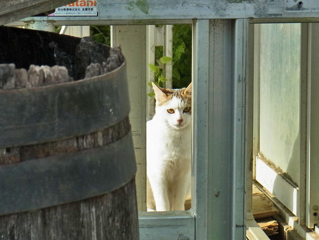 06-neko.JPG