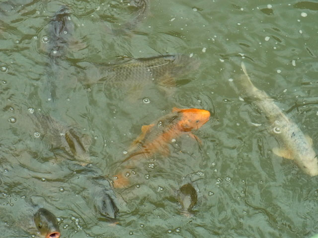 52-koi.jpg