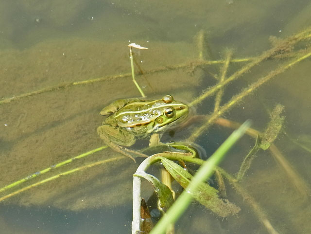48-kaeru.jpg