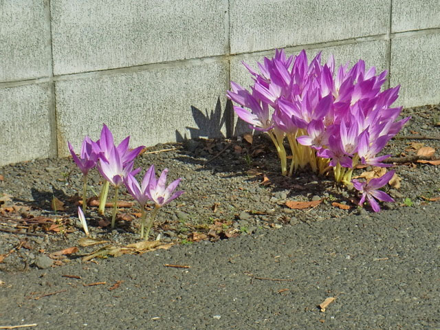 34-colchicum.jpg