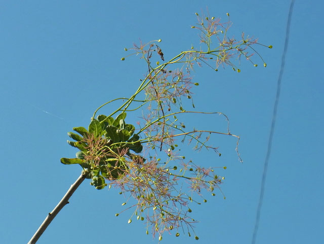 41-smoketree.jpg