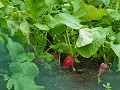 07-radish_s.jpg