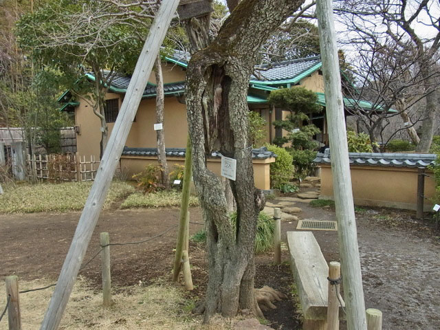 17-ume2.jpg