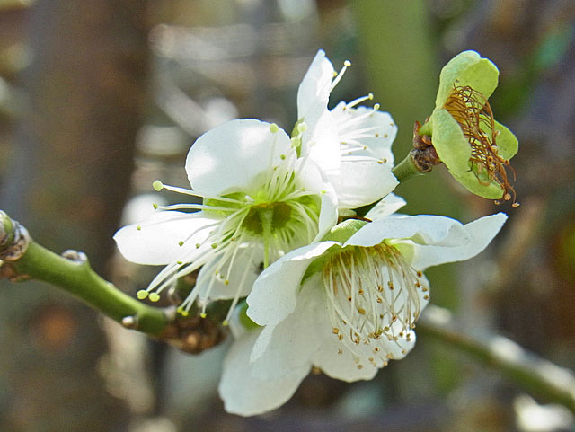 05-ume.jpg