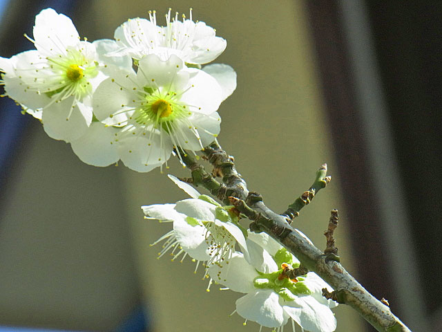 05-ume2.jpg