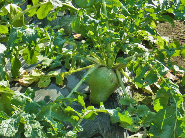26-daikon.jpg
