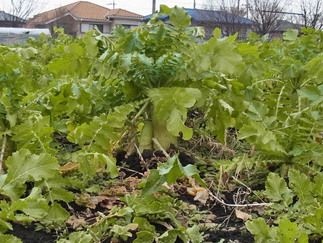 18-daikon.jpg
