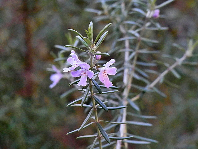01-rosemary.jpg