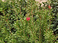 26-bottlebrush_s.jpg