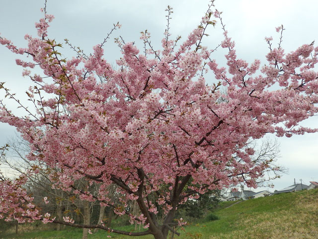 20-kawazuzakura.jpg